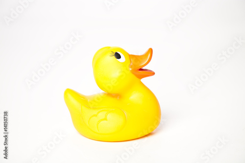 duck