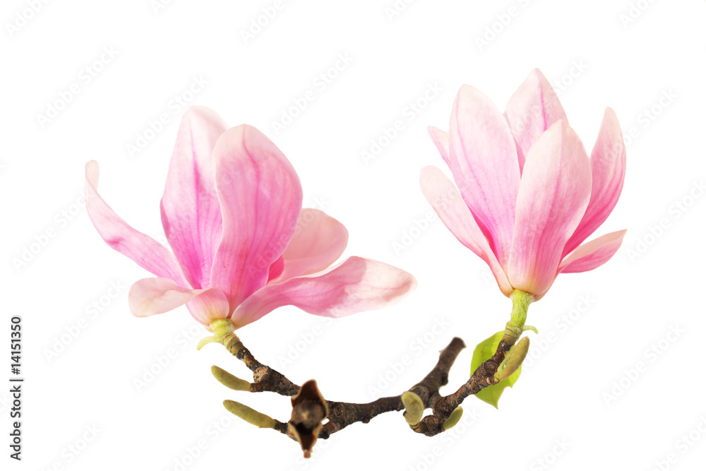 Naklejka premium Two magnolia on branch