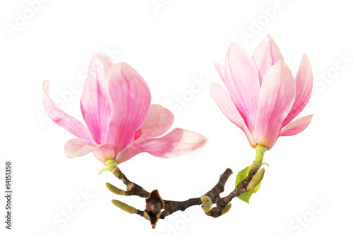Two magnolia on branch