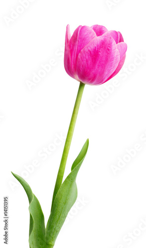 Fototapeta Naklejka Na Ścianę i Meble -  Single Early Pink Tulip