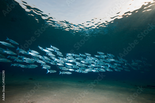 ocean, sun and foldlip mullet photo