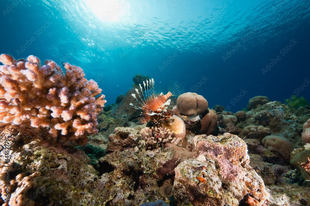 Fototapeta premium ocean, sun and lionfish