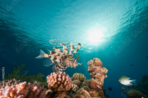 ocean, sun and lionfish