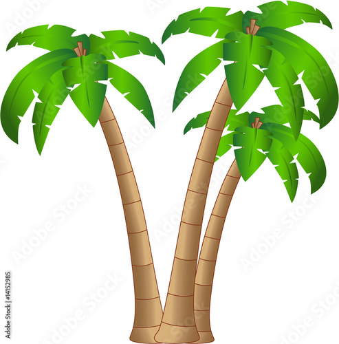 the vector tropical tree isolated on white background