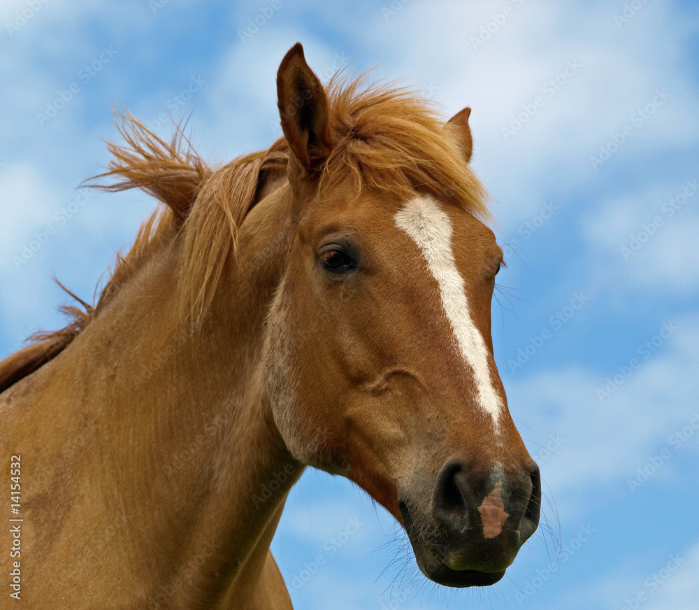 CHEVAL SUR CIEL BLEU CHEVAL SUR CIEL BLEU