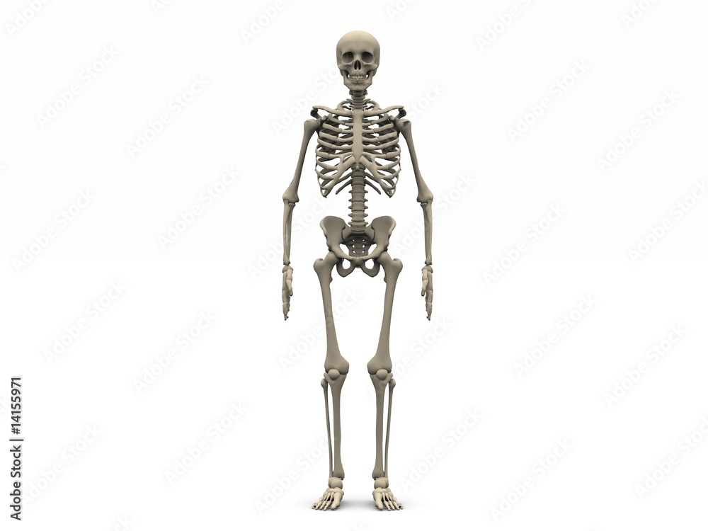 Skeleton Skeleton