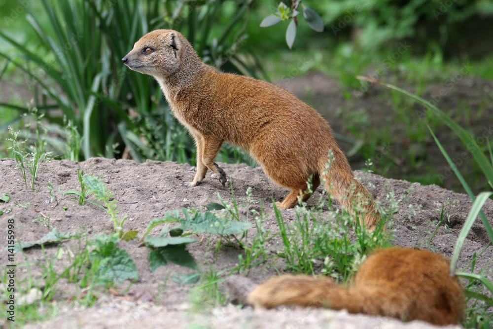 Fototapeta premium yellow mongoose on the watch