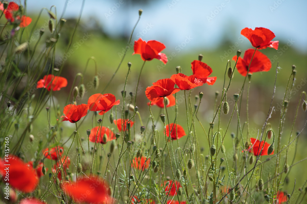 Obraz premium Poppy field