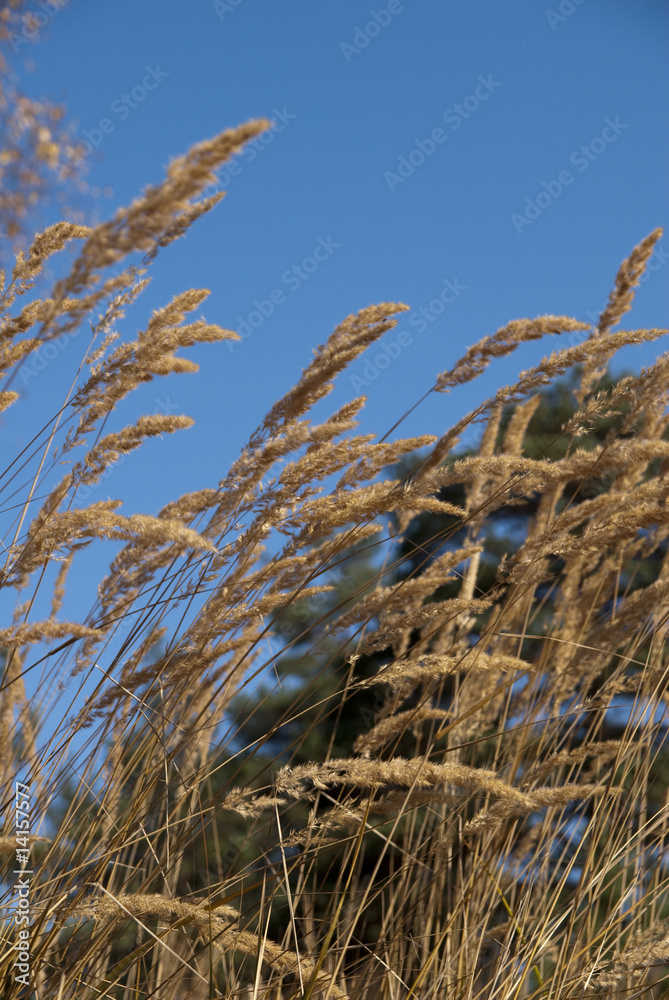 Obraz premium Autumn colors