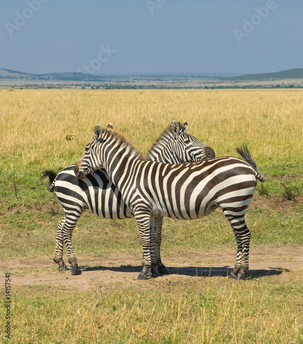 two zebras  masai mara  kenya