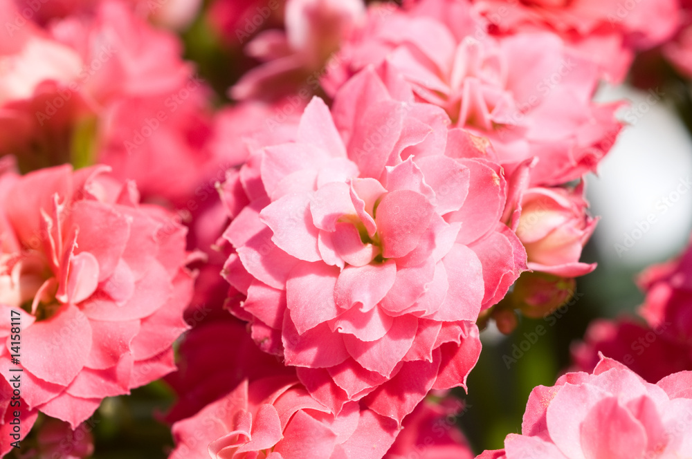 Kalanchoe blossfeldiana