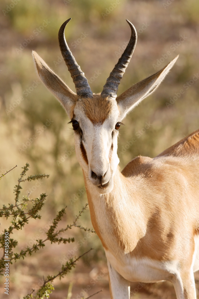 impala impala