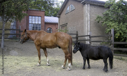 Horse and pony