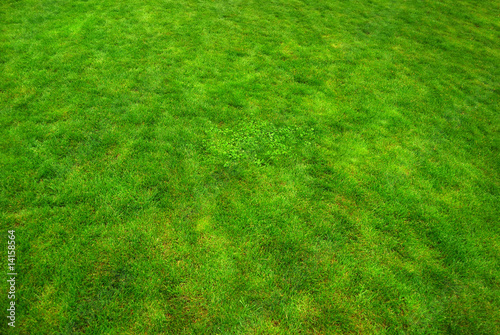 Real green grass texture, bright