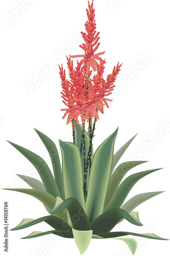 Aloe Vera plant in flower