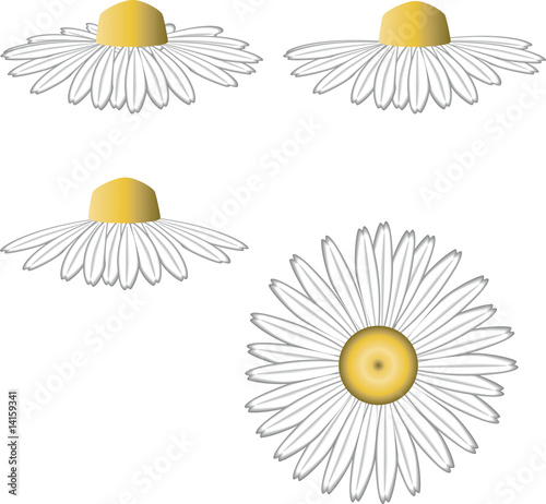 Camomile flower