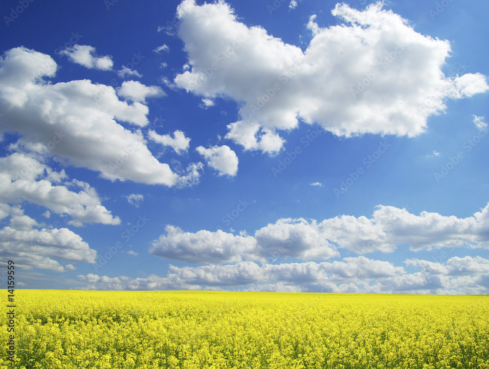 rape field rape field