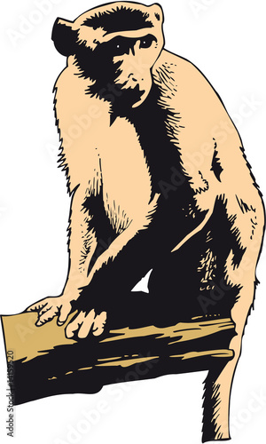 Affe