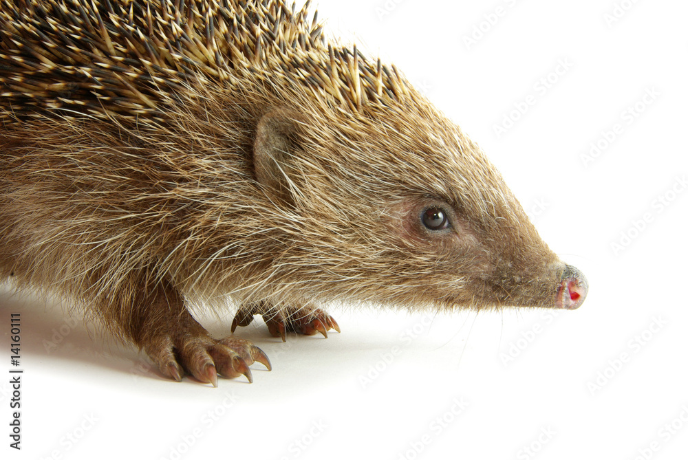 Obraz premium hedgehog