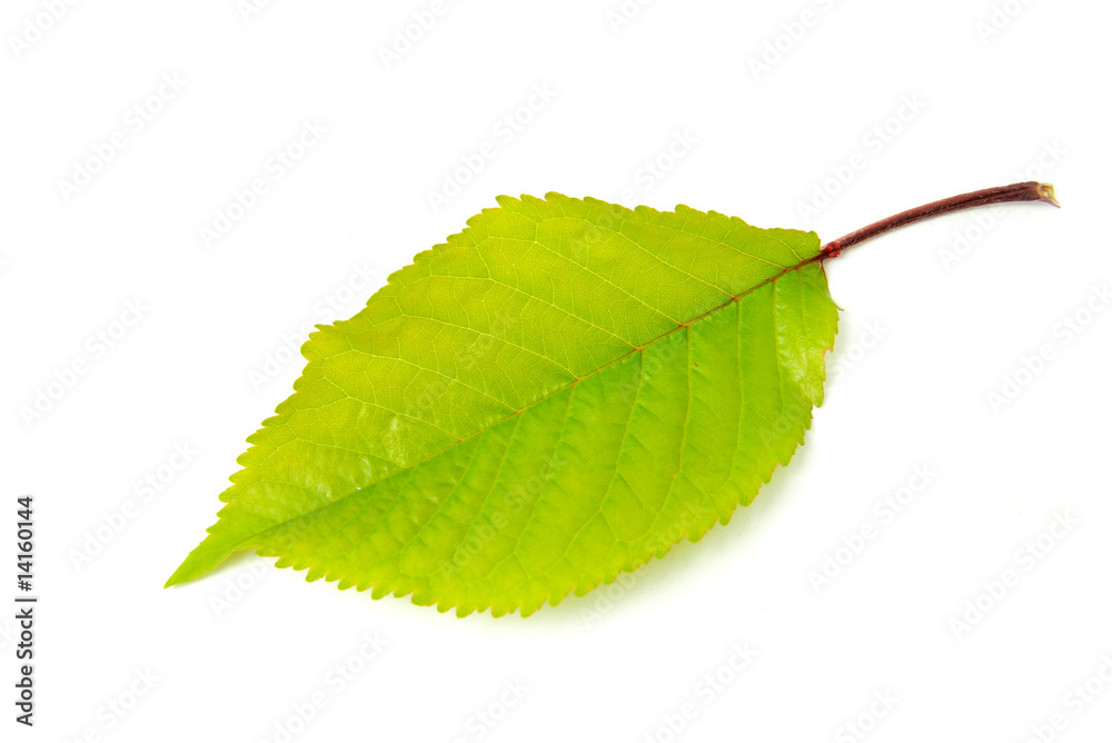 Fototapeta premium leaf