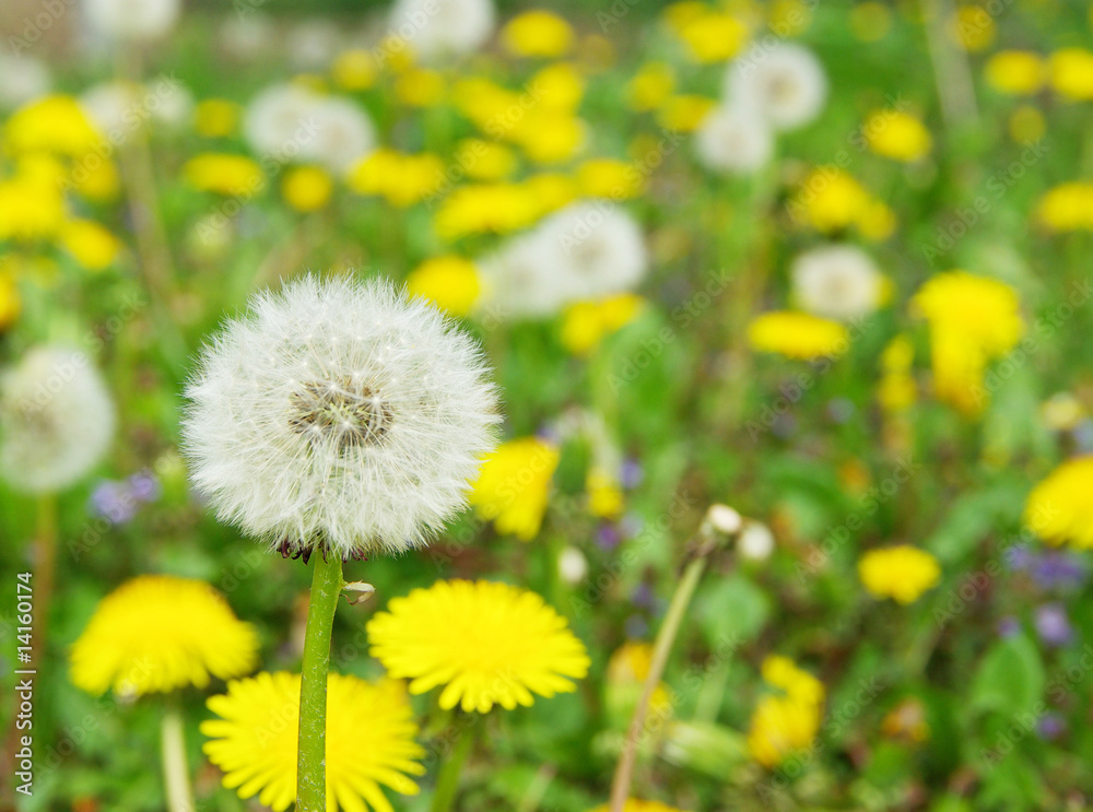 dandelion dandelion