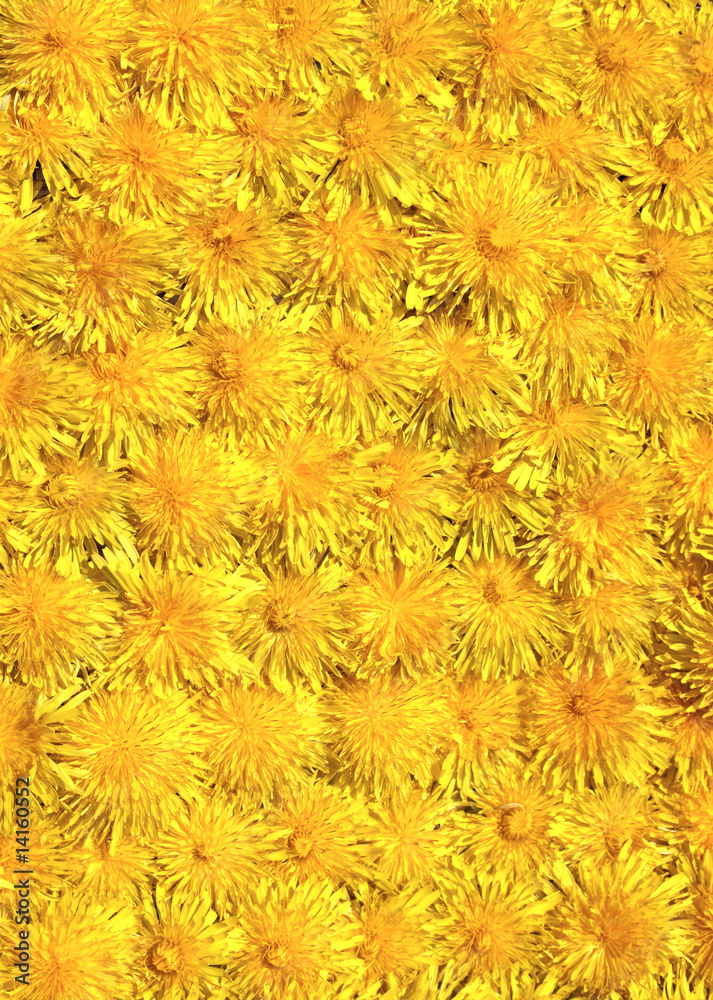 Dandelion blooms Dandelion blooms