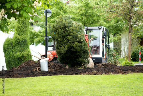 Baum wird eingepflanzt