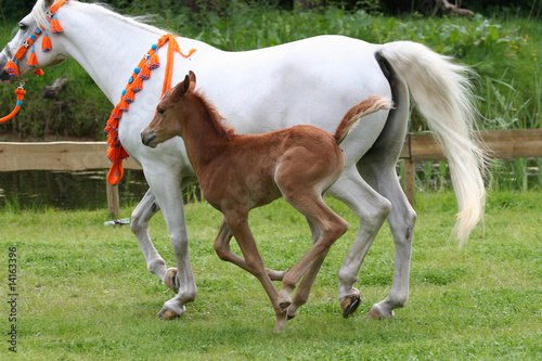 10 days old arab thoroughbred foal running besides his mom