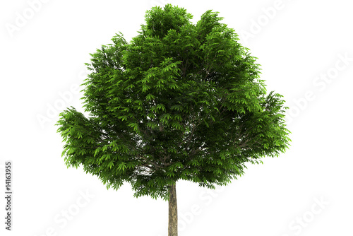 buckeye tree isolated on white background with clipping path photo