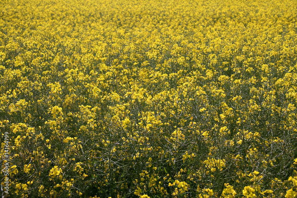 Obraz premium Rapsfeld