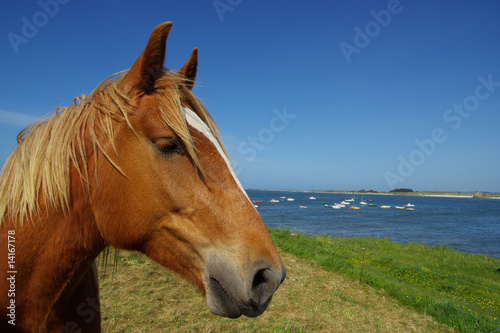 Cheval Breton