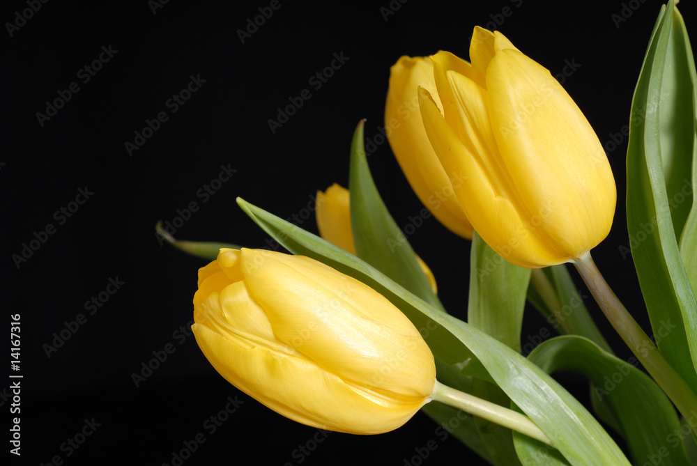 Naklejka premium żółte tulipany