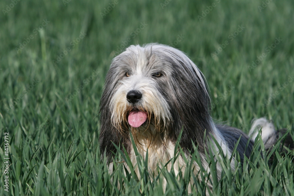 Beardie im Gras