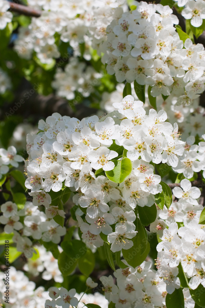 Blossoming branch Blossoming branch