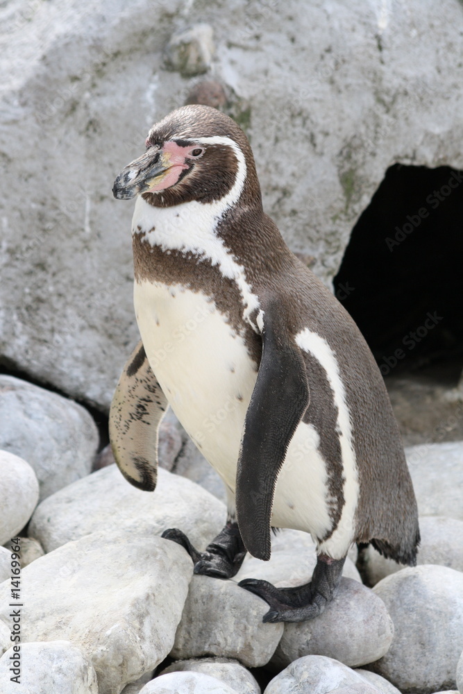 Naklejka premium Der Pinguin 4