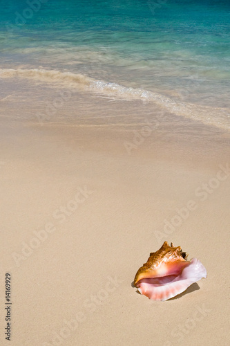 Shell on the white beach