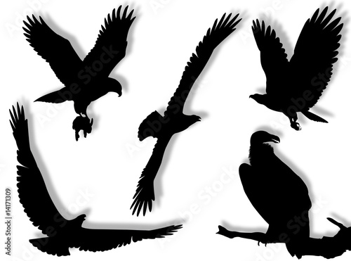 Aquile in silhouette