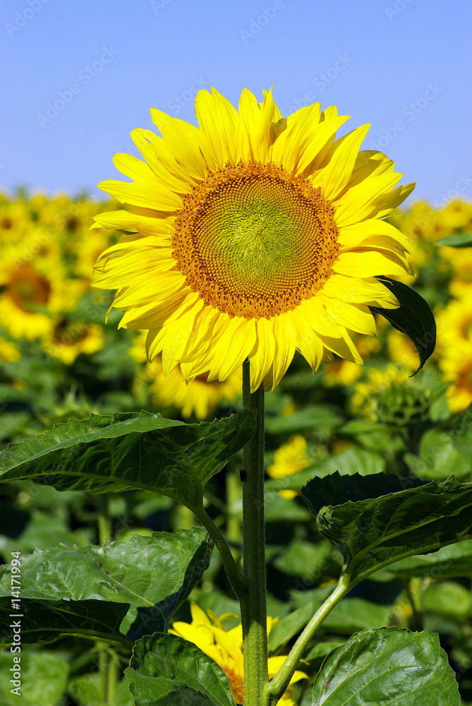 Obraz premium sunflowers