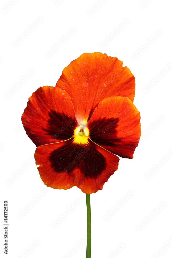 Fototapeta premium pensée orange