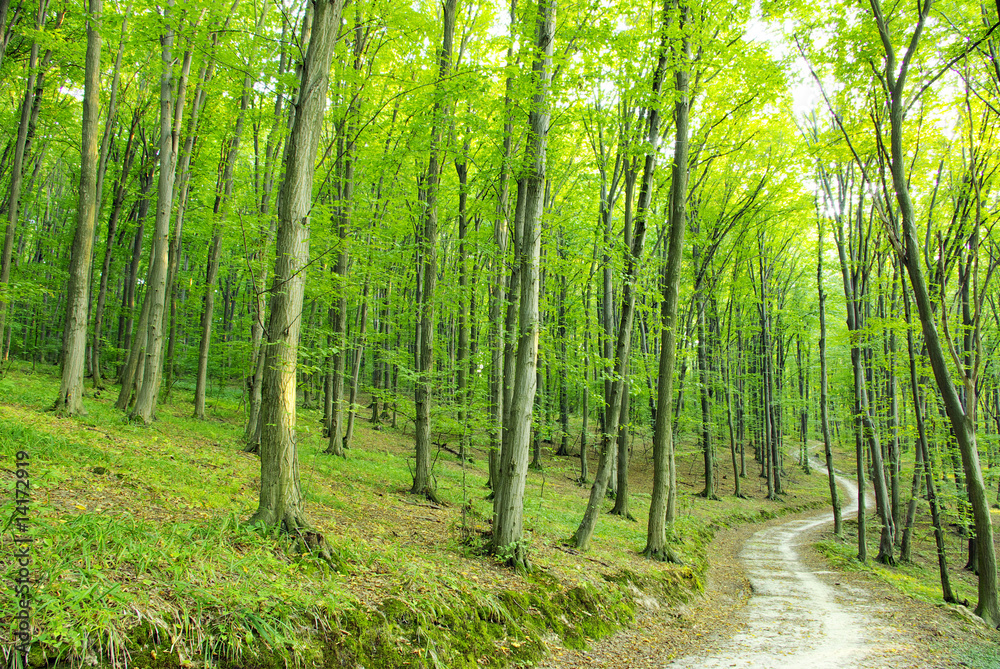 Forest Forest