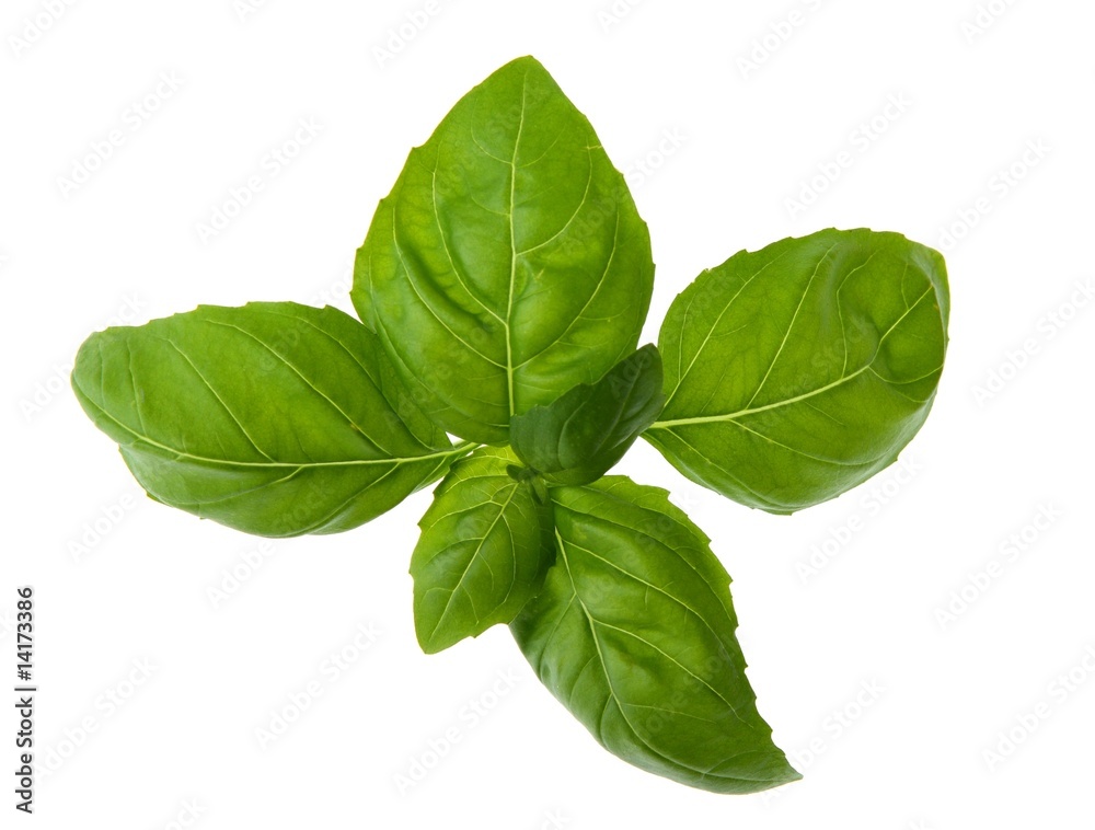 Fresh and aroma basil isolated on white background Fresh and aroma basil isolated on white background