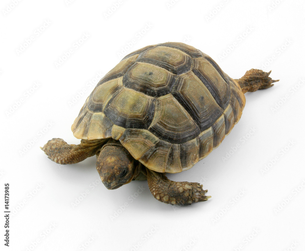 turtle turtle