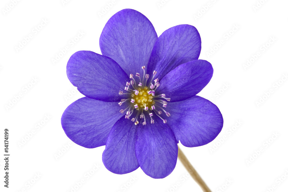 Abstract of the violet flower Abstract of the violet flower