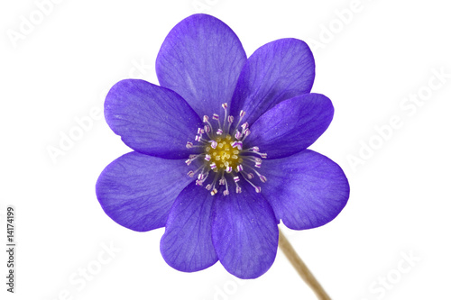 Abstract of the violet flower
