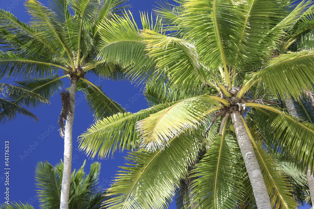 Fototapeta premium blue sky palm