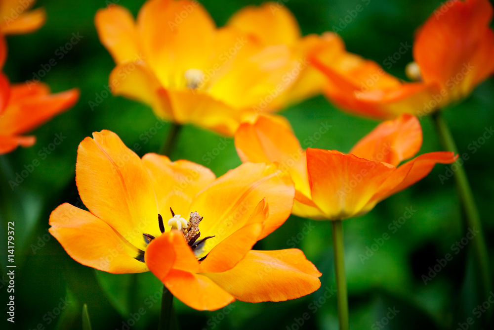 Many tulips in the garden Many tulips in the garden