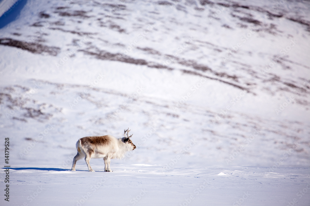 Reindeer