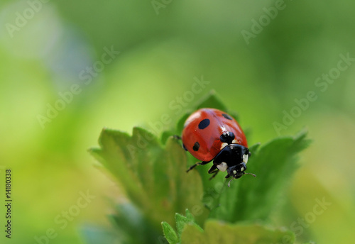 Ladybug © Nikolay Petkov