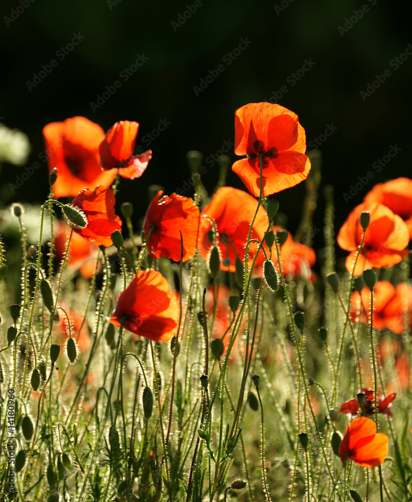 Obraz premium belle lumière du matin sur un champs de coquelicots