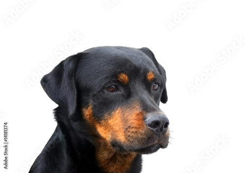 Rottweiler